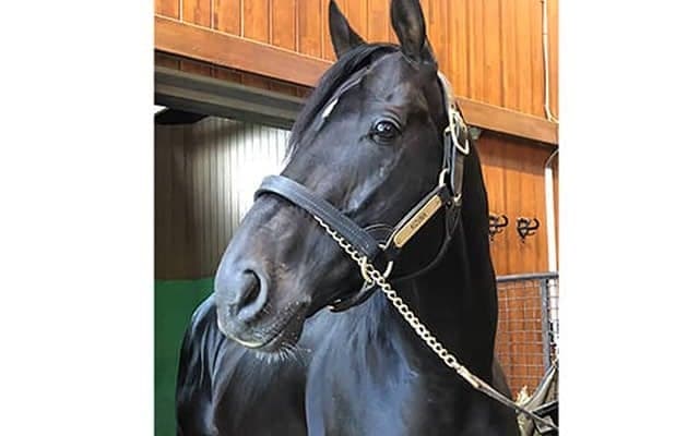 【父の日企画】種牡馬キズナは“イケイケ”なパパ！ スタッドイン当初から「王者の風格」