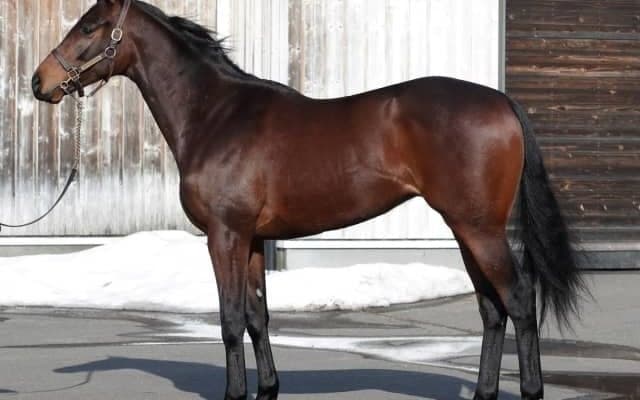 メートルダールの甥パラレルヴィジョンがルメール騎手でデビュー/関東馬メイクデビュー情報