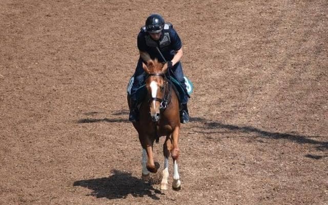 スリーパーダなど、先週のゲート試験/栗東トレセンニュース