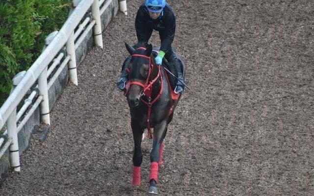 ワールドリバイバルなど、先週の入厩情報/栗東トレセンニュース