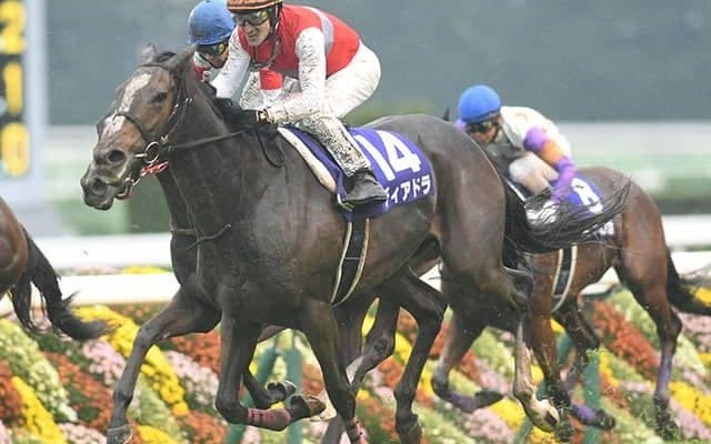 世界で活躍したディアドラが初仔を受胎！ 交配相手は英国生まれの“トップサイヤー”