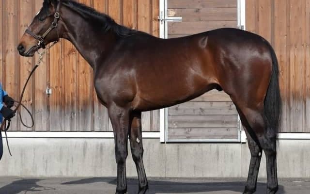 【JRA新馬戦】ソダシの全妹ママコチャなどがデビュー