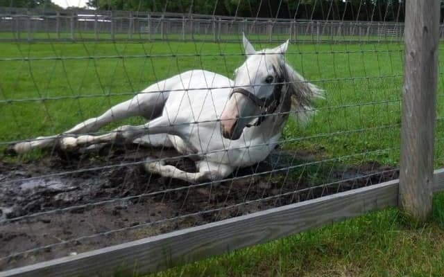 【宝塚記念】血統予想のスペシャリストに聞く　“非根幹距離が得意な馬”は存在する？