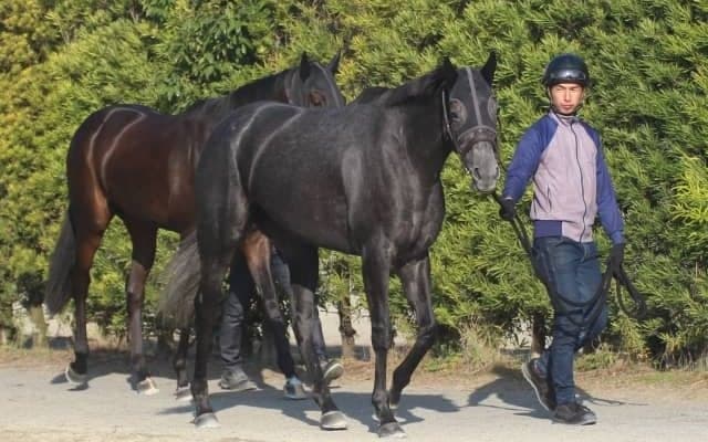 【宝塚記念】クロノジェネシス斉藤師「何も心配することはない」/ねぇさんのトレセン密着