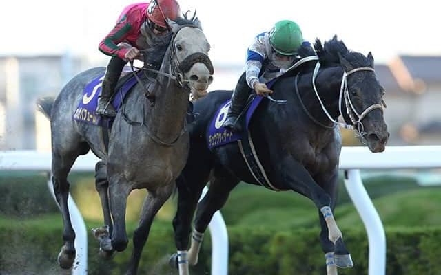 【帝王賞】オメガパフューム、チュウワウィザード、カジノフォンテンなど14頭が選定馬に