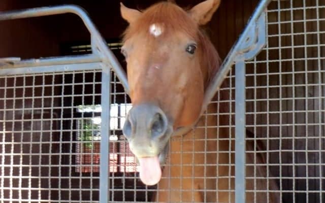 【宝塚記念】“非根幹距離が得意な馬”は存在する？etc… 人気予想家に聞く