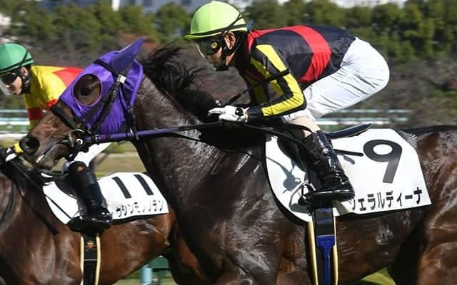 【阪神8R・城崎特別】ジェラルディーナがレース中に右手綱外れる　大敗も人馬無事に完走