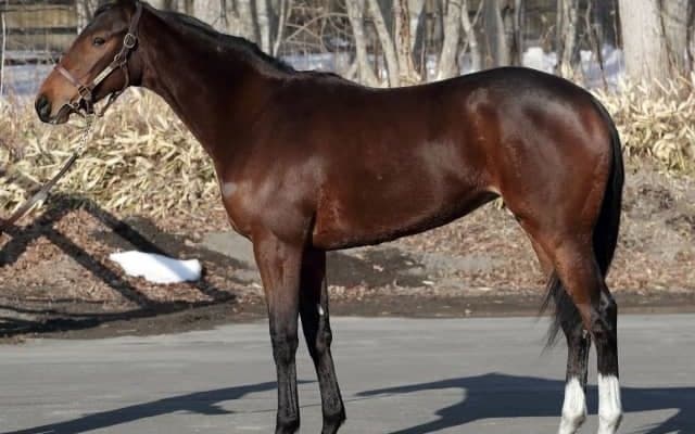 Bethrahの姪ヴェールアンレーヴが丸山元気騎手でデビュー/関東馬メイクデビュー情報