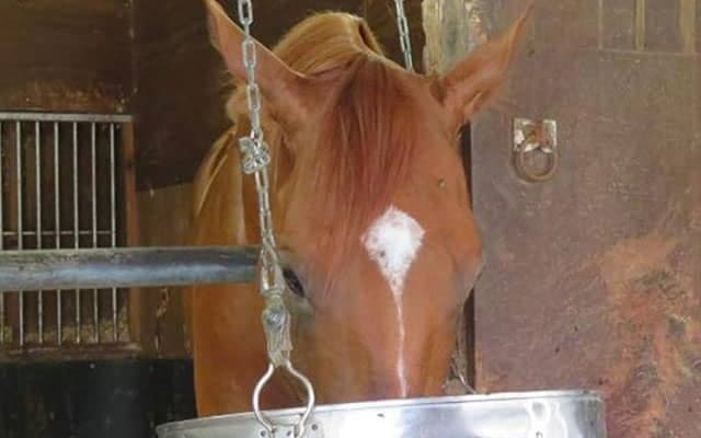 帝王賞の作戦は？ 堂々人気カジノフォンテンと虎視眈々ミューチャリー