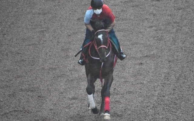 ドナブリーニの2019など、先週のゲート試験/栗東トレセンニュース