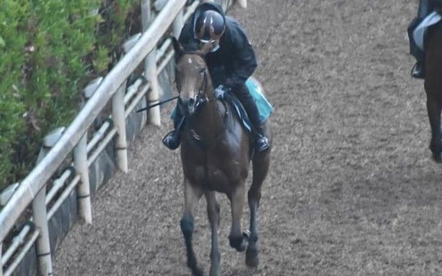 アーデルハイトの2019など、先週の入厩情報/栗東トレセンニュース