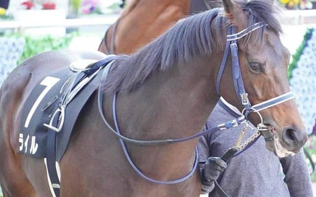 【先週のJRA抹消馬】ラッキーライラックの半弟ライル、ジャングルポケット産駒クリノヤマトノオーなど