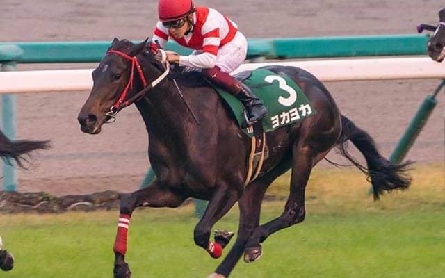 【CBC賞予想オッズ】ヨカヨカが単勝2.0倍で予想1番人気に