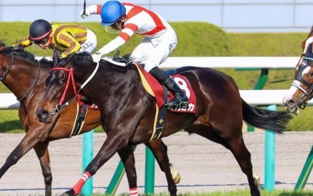 【CBC賞枠順確定】ヨカヨカは6枠9番、ピクシーナイトは7枠11番