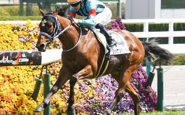 【ラジオNIKKEI賞予想】上位人気混戦も、AIの予測数値は大差を弾き出した/JRAレース展望