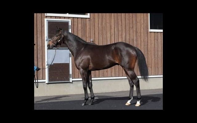 近年「流行り」の配合で大注目のコリエンテス。能力、心肺機能ともに高水準