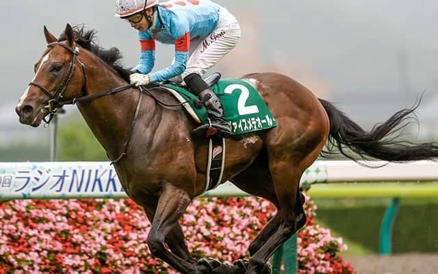 条件付きも「3000mは守備範囲」　スタミナ型のキングカメハメハ産駒・ヴァイスメテオール