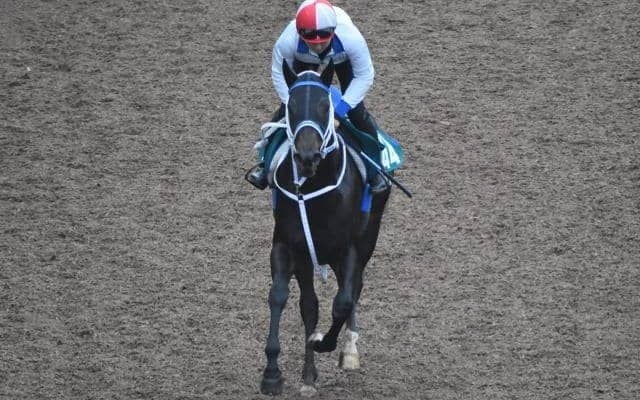 ゼロドラゴンなど、先週のゲート試験/栗東トレセンニュース