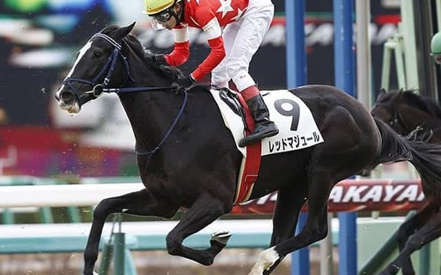 引退馬協会が新たにマンダララを受け入れ「ナイスネイチャ・33歳のバースデードネーション」の寄附金より