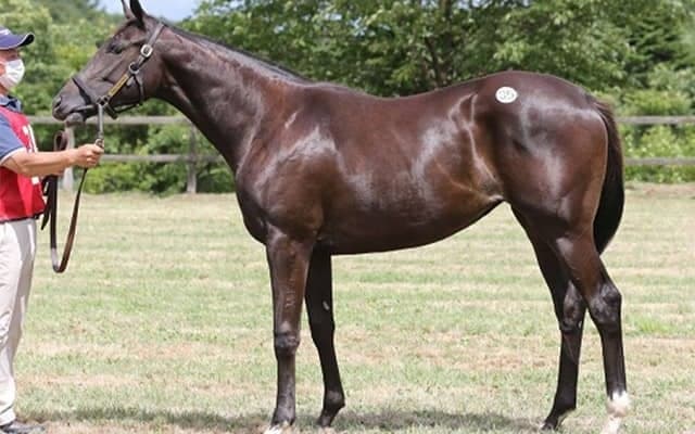 1000万円超えが3頭も！ 大盛況で幕を閉じた青森唯一の1歳市場