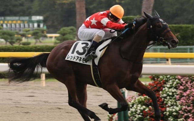 レッドアネモスが競走馬登録抹消