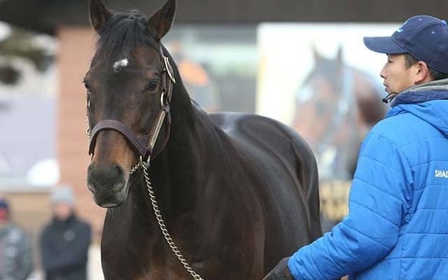 【セレクトセール2021注目馬】4年連続の億超え狙うトップバッターはディープインパクト産駒