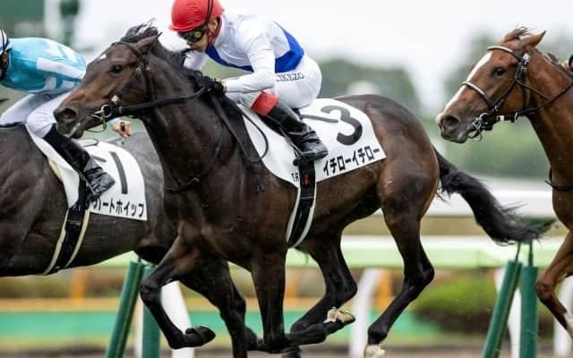 【函館5R新馬戦結果】イチローイチローが大接戦制す　4着までハナ・ハナ・ハナ差