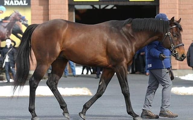 【セレクトセール2021注目馬】父がロードカナロアに替わり期待大のダノンザキッド半弟