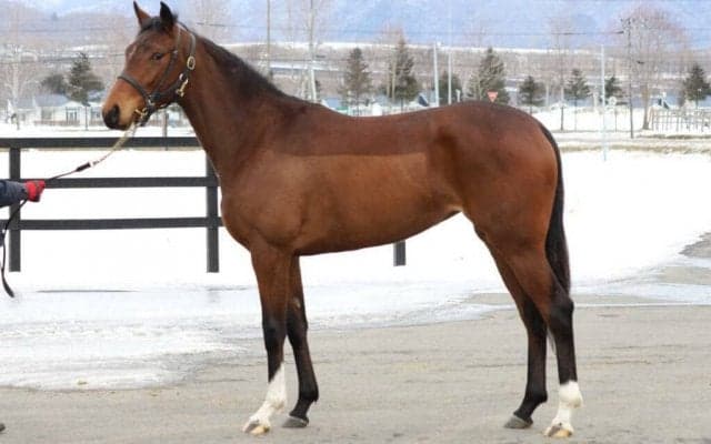 世界を目指す超良血馬ヒャッカリョウラン