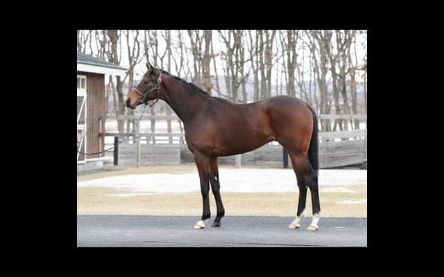 ５億円馬のリアドはいかにも「ディープ産駒」。陣営が素材のよさを絶賛