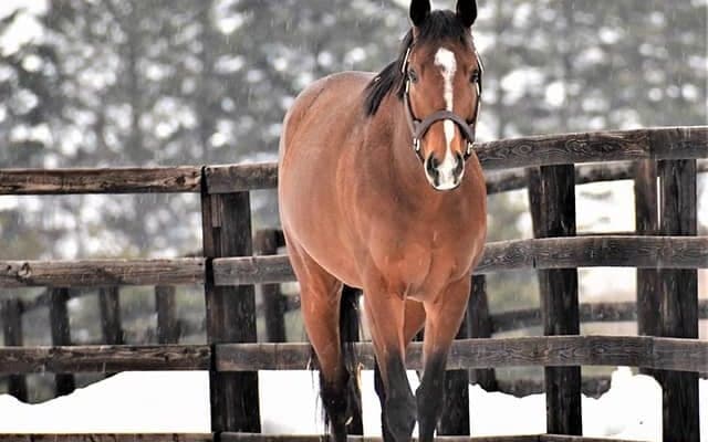 ディーマジェスティ産駒がJRA初勝利　函館1RでワンエルメスがV