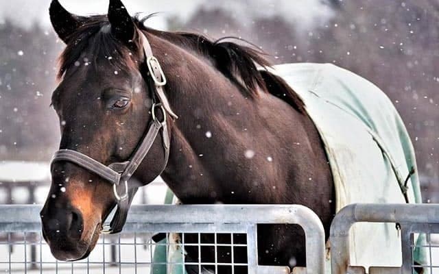 【セレクトセール2021注目馬】60%がOP馬？ 成績抜群ノーザンファーム生産のバゴ産駒