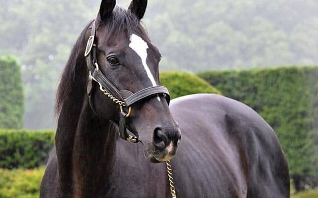 【セレクトセール2021注目馬】種牡馬として好発進した“幻のダービー馬”の半弟