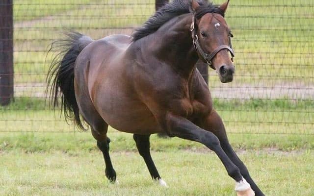 【セレクトセール2021注目馬】ディープインパクト産駒の大トリはスイープトウショウの牡馬