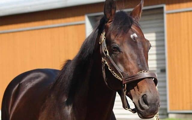 【セレクトセール2021注目馬】記録更新なるか？ 7/12に上場されるディープインパクト産駒は合計4頭