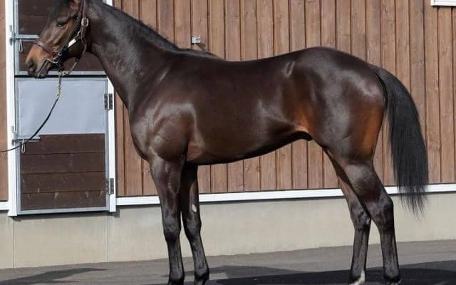 馬場悪化を考慮し見送ったコリエンテスが戸崎圭太騎手で仕切り直しのデビュー/関東馬メイクデビュー情報