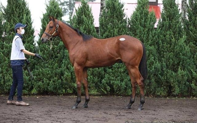 【セレクトセール2021】史上最高売上の116億円超！サイバー藤田氏は億超え7頭落札/1歳セッション