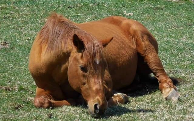 【セレクトセール2021注目馬】ウマ娘ファン必見！スペシャルウィークとグラスワンダーのひ孫が登場