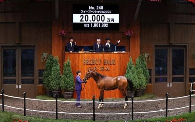 【セレクトセール2021】父母合わせて10冠！ ディープ最後の産駒は2億円で落札