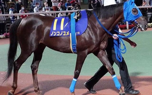 最大目標は東京大賞典！ 一線級を舞台にして輝き続ける9歳馬・ノンコノユメ