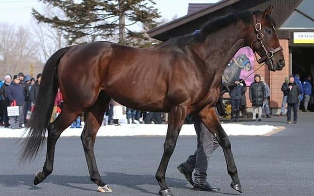 【セレクトセール2021】ハーツクライの最終世代やGI馬の弟、新種牡馬の産駒などが上場