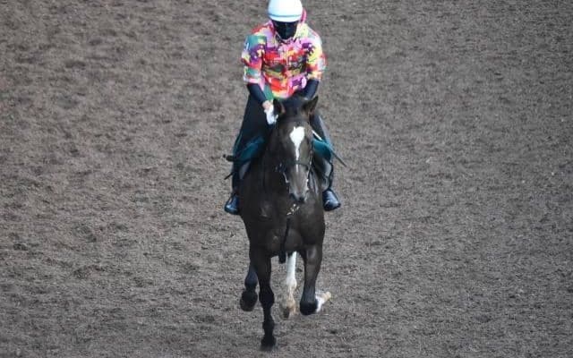 ライフフォーセールの2019など、先週の入厩情報/栗東トレセンニュース