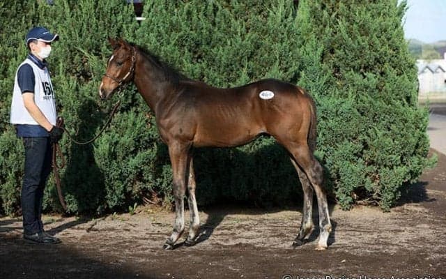 【セレクトセール2021】伯父にディープインパクトの良血馬　1億500万円で落札