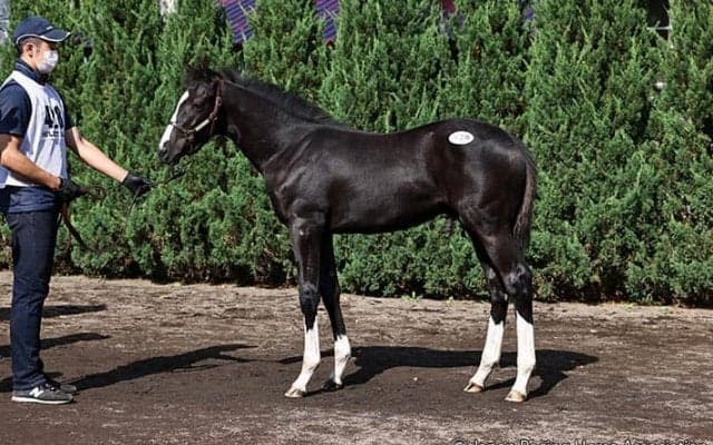 【セレクトセール2021】2日間の売上は225億超！総売上、当歳セッションとも最高額更新