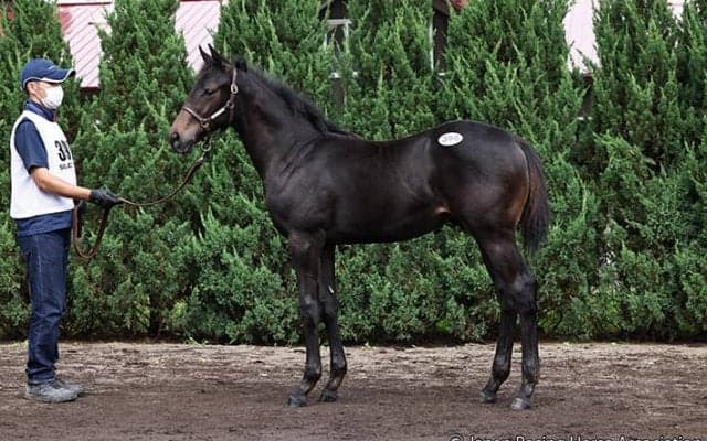 【セレクトセール2021】種牡馬別、落札者別の合計落札額まとめ　ロードカナロア産駒が首位の21億円超！