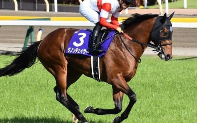 【中京記念展望】今年は小倉開催、あの馬の巻き返しを期待したい