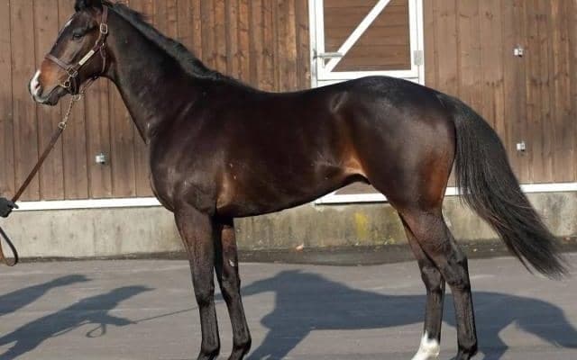 【JRA新馬戦】ディアドラの全弟リューベックなどがデビュー