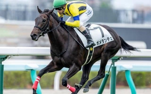 【函館2歳S枠順確定】ポメランチェは4枠4番、フェズカズマは2枠2番