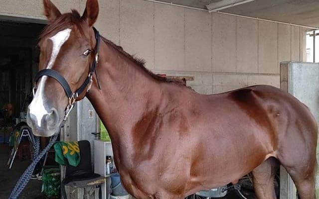 【地方競馬】兵庫の“ハシルショウグン”デビュー17戦目で初勝利！/地方競馬レース結果