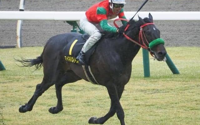 【本日の注目ポイント】ダートGI馬参戦の函館記念、小倉開催の中京記念